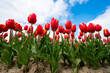 Tulip bulbs production industry, red tulip flowers fields in blossom in Netherlands up view