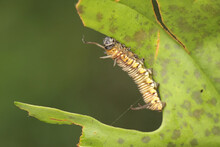 A Caterpillar Is Foraging In A Bush. 