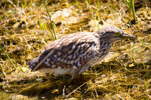Juvenile Nankeen Night Heron Nycticorax Caledinicus ,is Heavily Spotted And Streaked Grey-brown With A Grey-black Bill With Yellowish Cutting Edges, And Feet Olive Green With Yellow Eyes,in A Swamp. 