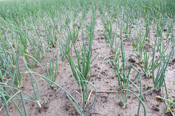 green colored onion farm on field