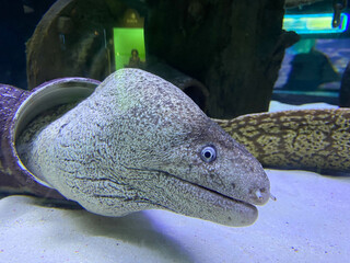 Wall Mural - Spotted Moray Eel comes out of its hole on the reef