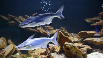 Wall Mural - Pangasiidae fish. Underwater photo of the aquarium of sea animals. Colorful environment