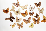 Various butterfly specimens on a white background