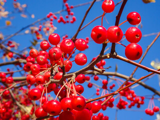 Wall Mural - autumn small decorative apples on a background of the sky, selective focus