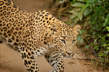 Wall Mural - indian leopard closeup shot, panthera pardus fusca, jhalana, rajasthan, india