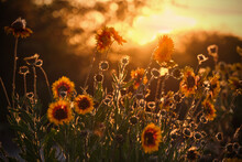 Black Eyed Susan Or Coneflower Flowers In Warm Light At Sunset. Boundary Bay Park In Tsawwassen. Greater Vancouver. British Columbia. Canada