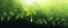 Young Green Plant Growing At Sunlight. Environment, Save Clean Planet, Ecology Concept.World Earth Day Banner.