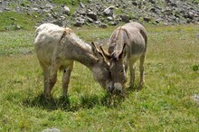 Two Donkeys In A Meadow In The Alps