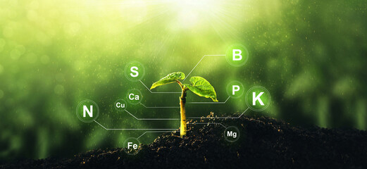 Wall Mural - Microelements for plants nutrition.Factors necessary for the process of plant growth and development.Young beans plant on sunny background with digital mineral nutrients icon.