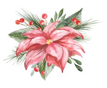 Watercolor Red Flower Poinsettia With Berries And Leaves. Watercolour Winter Season Illustration.