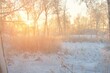 Atmospheric landscape of snow-covered evergreen forest at sunrise. Pure golden sunlight. Mighty trees, tree logs, snow hills. Winter wonderland. Seasons, ecology, ecotourism, christmas vacations