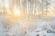 Atmospheric landscape of snow-covered evergreen forest at sunrise. Pure golden sunlight. Mighty trees, tree logs, snow hills. Winter wonderland. Seasons, ecology, ecotourism, christmas vacations