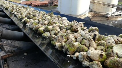 Wall Mural - Sugar beet on a conveyor belt transporting to the food processing plant - sugar factory, slow motion