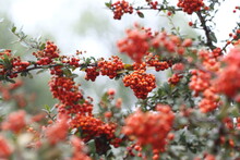 Pyracantha Coccinea  (scarlet Firethorn) Is Known As A Medicinal Plant 