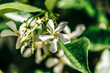 Jasminum officinale, common or summer jasmine, poet's jasmine, white jasmine, true jasmine, or jessamine