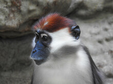 White Collared Mangabey Monkey In A Zoo