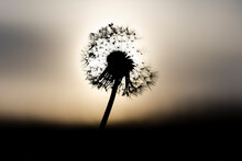 Dandelion In Front Of The Rising Sun
