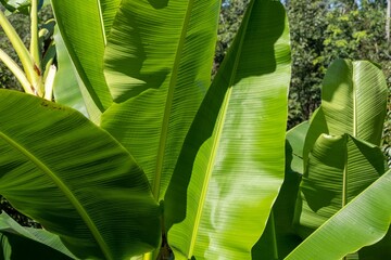 Wall Mural - banana leaves