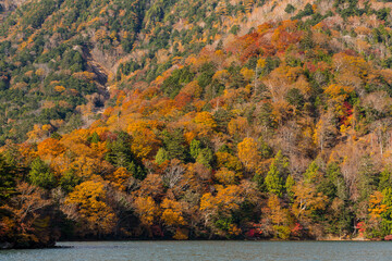 Wall Mural - beautiful autumn seasonal forest and lake