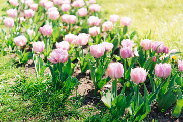 Canvas Print - Tulip flowers with green leafy background in tulip field in winter or spring for postcard decoration and agriculture concept design.	