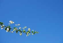 White Bougainvillea Plant And Blue Sky