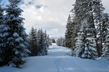 Wall Mural - Pine trees covered with fresh fallen snow in winter mountain forest on cold bright day