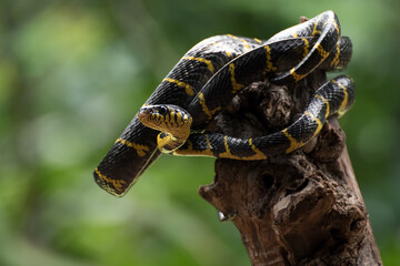 Wall Mural - The gold-ringed cat snake in various position