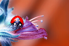 Extreme Macro Shots, Beautiful Ladybug On Flower Leaf Defocused Background.