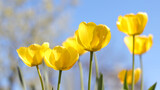 Fototapeta Tulipany - A group yellow  vibrant  tulips. Select focus. Warm jovial spring day. Typical scenery with tulips.  Tulips background. Spring flowers. Floral background