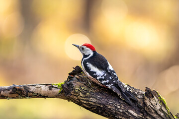 A middle-spotted woodpecker in a little forest at the Mönchbruch pond looking for food on a branch of a tree at a sunny day in winter. Beautiful blurred bokeh caused by the sun shining through trees.