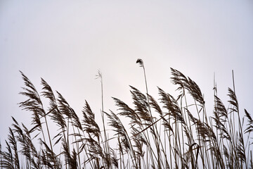 Wall Mural - Dry grass reeds against winter sky, background. Environment, peace of mind away from city noise. Natural design and tones.