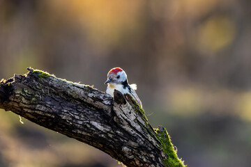 A middle-spotted woodpecker in a little forest at the Mönchbruch pond looking for food on a branch of a tree at a sunny day in winter. Beautiful blurred bokeh caused by the sun shining through trees.