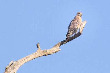 red shouldered hawk