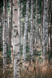 Birch trees with white trunks in the forest at Lake Siljan in Dalarna, Sweden.