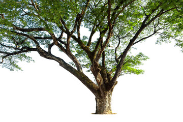 Green leaves, tree branches isolated on white background .