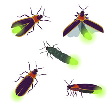Vector Set Of Firefly Beetle Drawings With Different Angles Isolated On White Background.