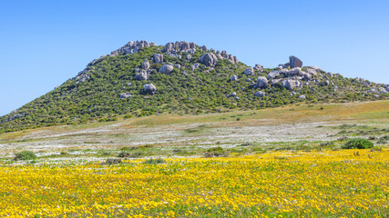 Canvas Print - Daisies in the West Coast National Park