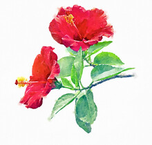 Two Red Hibiscus Flowers On A White Background Digital Painting