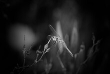 Dragonfly In Black An White
