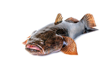 Wall Mural - Image of fresh goby fish on a white background. Aquatic animals.