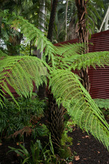 Wall Mural - Sydney Australia, tropical fern on a damp overcast day