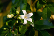 White Flower Name Murraya Paniculata Closeup
