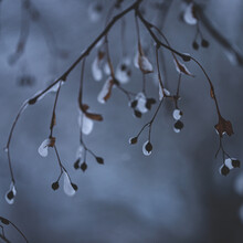 Seeds And Dry Leaves Of Linden Tree In The Snow In Winter Evening Gloomy Light