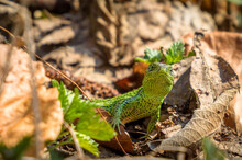 Green Lizard In The Forest
