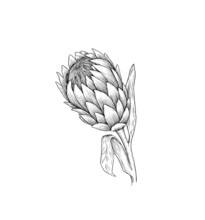 Protea Draw Graphic Illustration Line Black White Flower Set Isolated