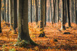 Buczyna kwaśna, 120-letni las bukowy jesienią