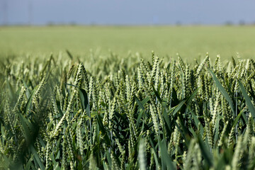 farming for growing wheat and harvesting grain