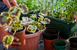 © JoannaTkaczuk - Gardening activity on the sunny balcony  -  repotting the plant Three-coloured Geranium - Pelargonium tricolour with decorative red, yellow and green leaves.