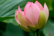 Lotusblüte halb geöffnet