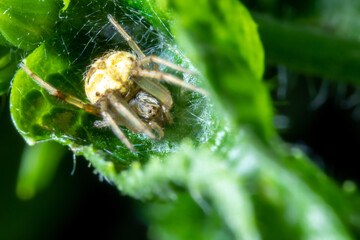 Small spider on top of a leaf macro close up